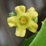 Melothria pendula Flower