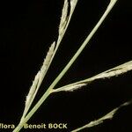 Diplachne fusca Mosusu