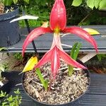 Sprekelia formosissima Kwiat