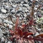 Castilleja miniata Folla