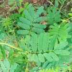 Mimosa candollei Leaf