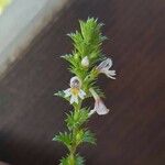 Euphrasia stricta പുഷ്പം