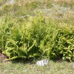 Athyrium distentifolium Habitus