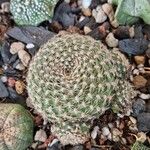 Rebutia heliosa Leaf