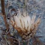 Leuzea conifera Fruit