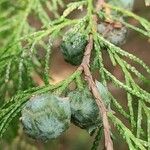 Cupressus pendula 果実