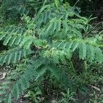 Caesalpinia decapetala Habitus
