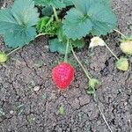 Fragaria × ananassaFlower