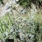 Artemisia absinthium Квітка
