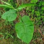 Reynoutria sachalinensis Leaf