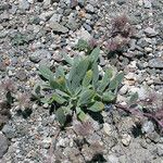 Phacelia hastata Hábitos