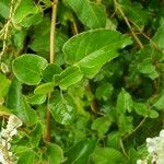 Fallopia baldschuanica Leaf