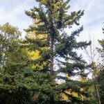 Picea schrenkiana Облик