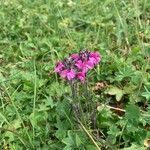 Pedicularis cenisia Flower