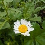 Mauranthemum paludosum Blüte