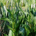 Rumex hydrolapathum Leaf