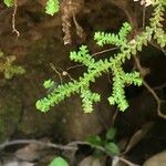 Selaginella denticulata পাতা