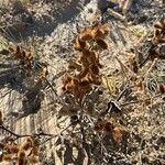 Xanthium strumariumПлод