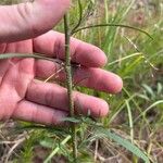 Croptilon divaricatum Bark