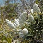 Cyathopsis albicans Habit