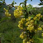 Berberis heteropoda Flower