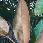 Chrysophyllum cainito Hoja