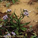 Valerianella coronata Hábito