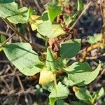 Rumex roseus Leaf