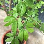 Calliandra tergemina Leaf