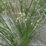 Scirpoides holoschoenus Folha