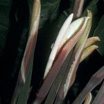 Philodendron megalophyllum Fleur