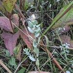 Symphyotrichum sericeum Blad