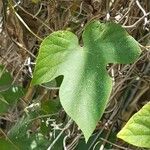 Ipomoea hederacea Φύλλο