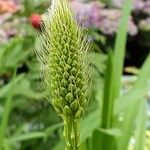 Eremurus stenophyllus Flower