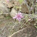 Grewia similis Flower