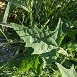 Atriplex sagittata Leaf