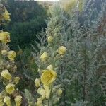 Verbascum phlomoidesFlower