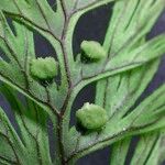 Hymenophyllum tunbrigense Escorça