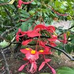 Amherstia nobilis Цветок