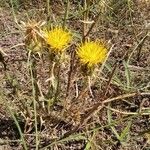 Centaurea ornata Habitat