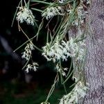 Dendrobium casuarinae