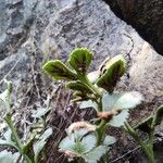 Asplenium ruta-muraria Fruit