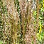 Schizachyrium microstachyum Habitus