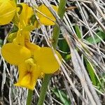 Eulophia speciosa Lorea