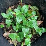 Persicaria campanulata Leaf