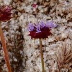 Salvia columbariae Kvet
