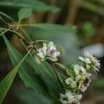 Baccharoides calvoana Blüte
