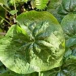 Asarum caudatum Yaprak