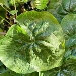 Asarum caudatum ᱥᱟᱠᱟᱢ