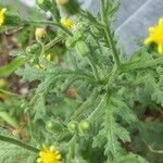 Senecio viscosus Blatt